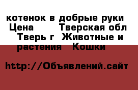 котенок в добрые руки › Цена ­ 1 - Тверская обл., Тверь г. Животные и растения » Кошки   